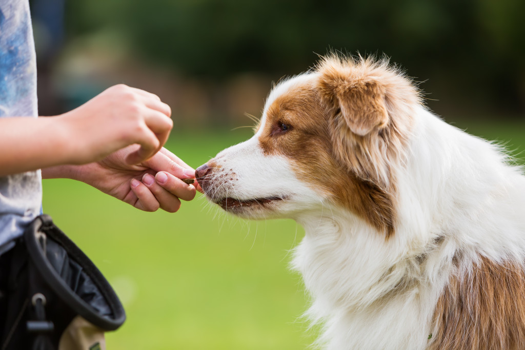 dog training