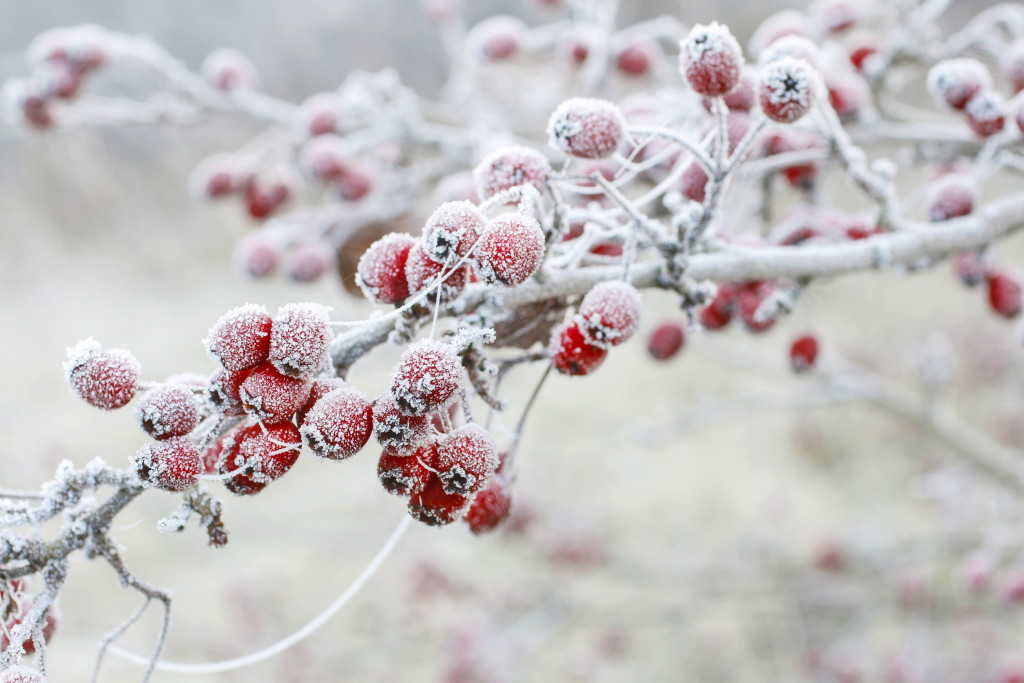 Frosted red berries in a garden