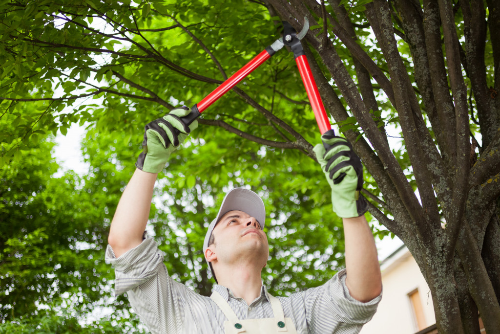 Gardener trimming the branches of a tree