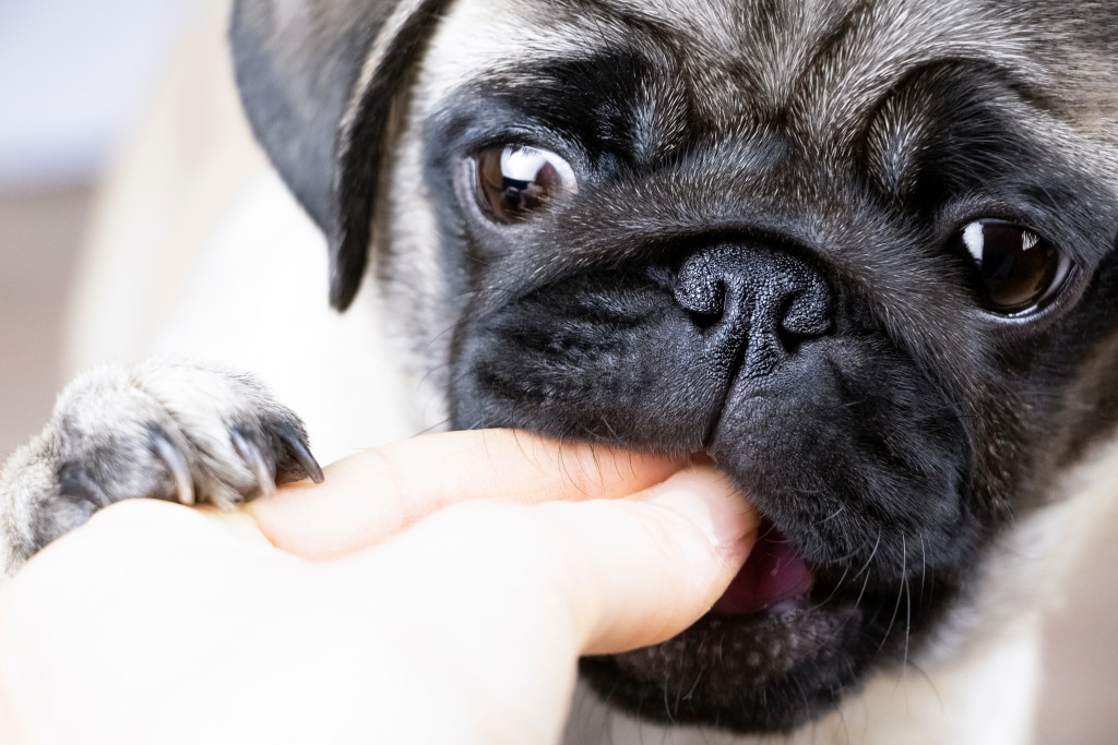 A dog nibbling on finger